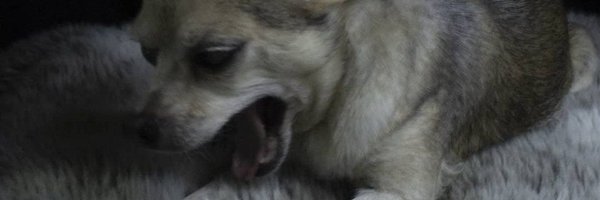 YLeycegui Profile Banner