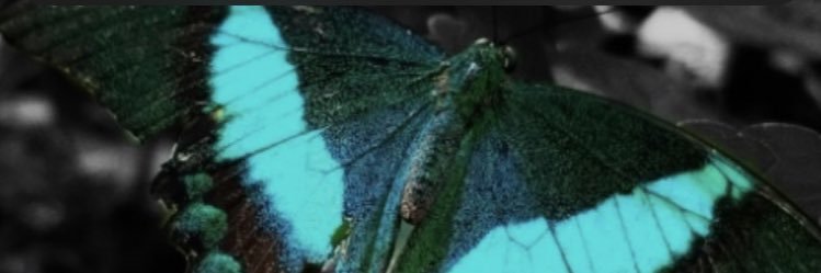 katiekoppinger's profile banner image
