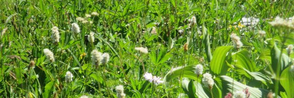 PurnimaSriv Profile Banner