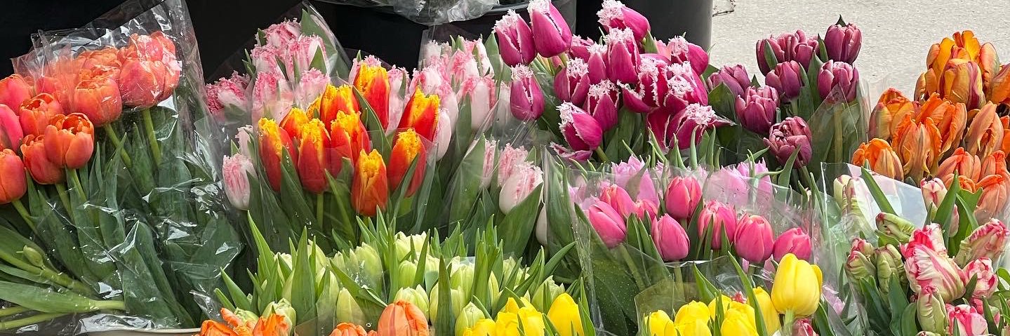 margaretskubik's profile banner image