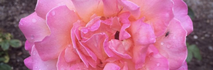 jenrasnake's profile banner image