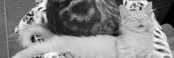 drowsygeek Profile Banner