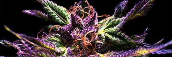 ExoticTrees Profile Banner