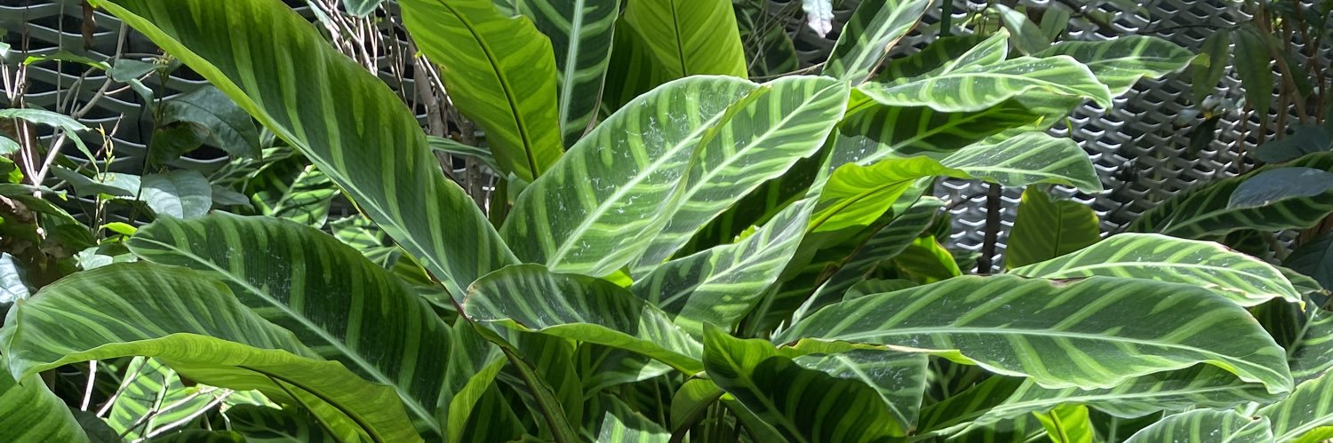daaniyeell_'s profile banner image