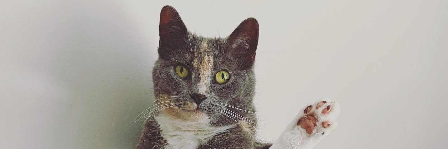 dminhpham's profile banner image