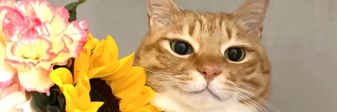 zilvquill's profile banner image