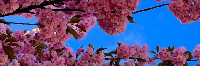 dorismel_'s profile banner image