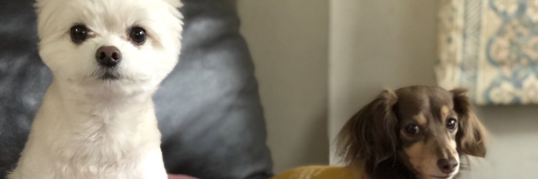 yusuke segawa banner