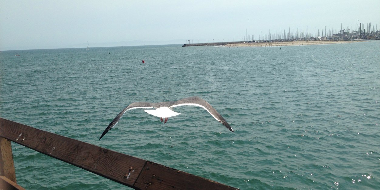 Timothy Patrick 🇺🇸 banner