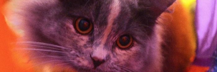 gaaaabz_'s profile banner image