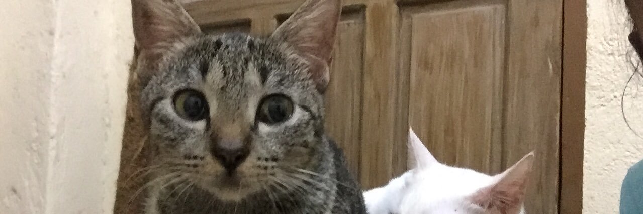 ChuckieV2's profile banner image