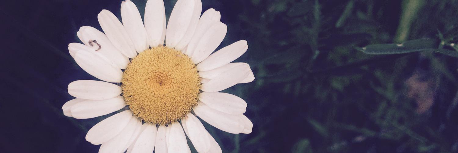 dannakeo's profile banner image