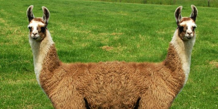 ISpeakLlama's profile banner image