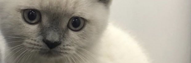 alishnylmz's profile banner image