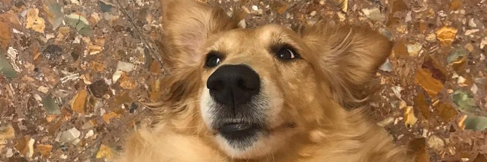 sofirotman's profile banner image