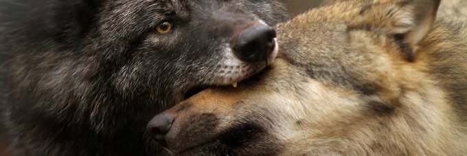 _Wolfcawk's profile banner image