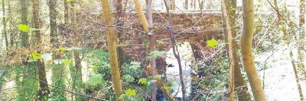 Loki 🦊🦕 banner