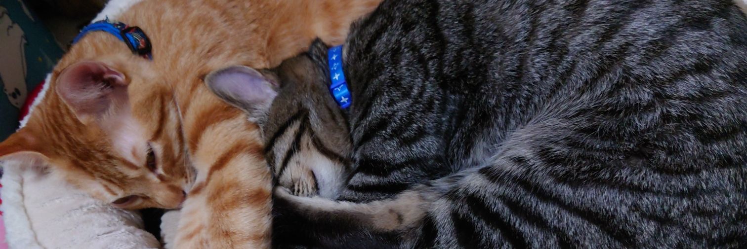 ちゃんまり@LIVE予定無し banner