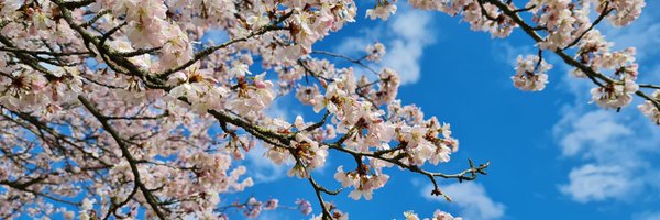 SandraZamir Profile Banner