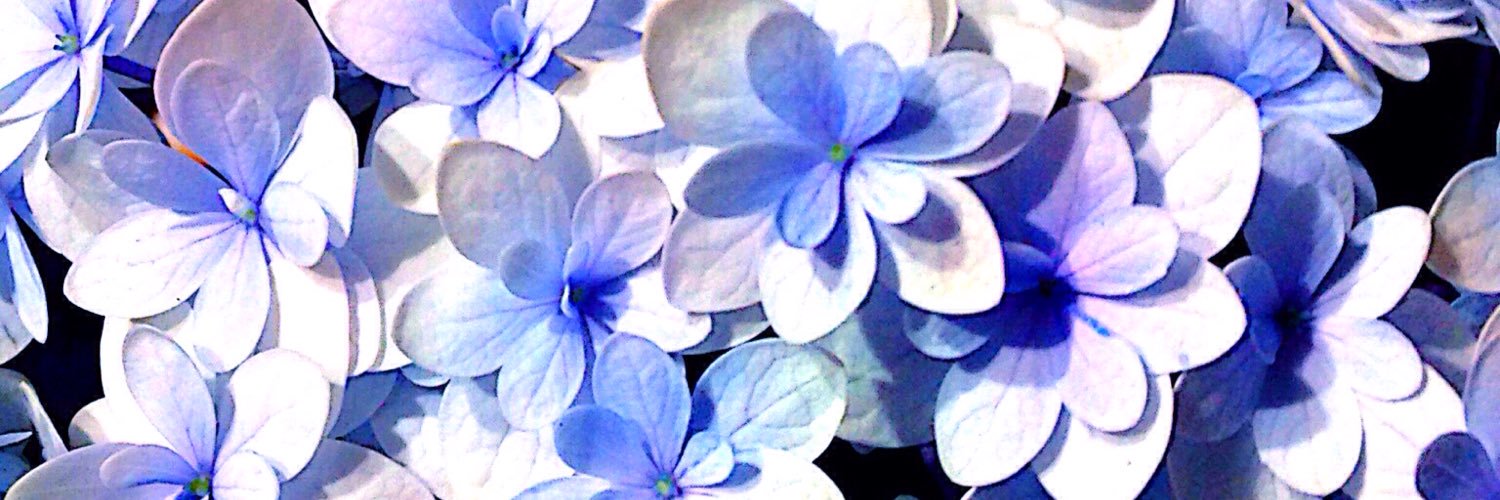 chamomile_pict's profile banner image