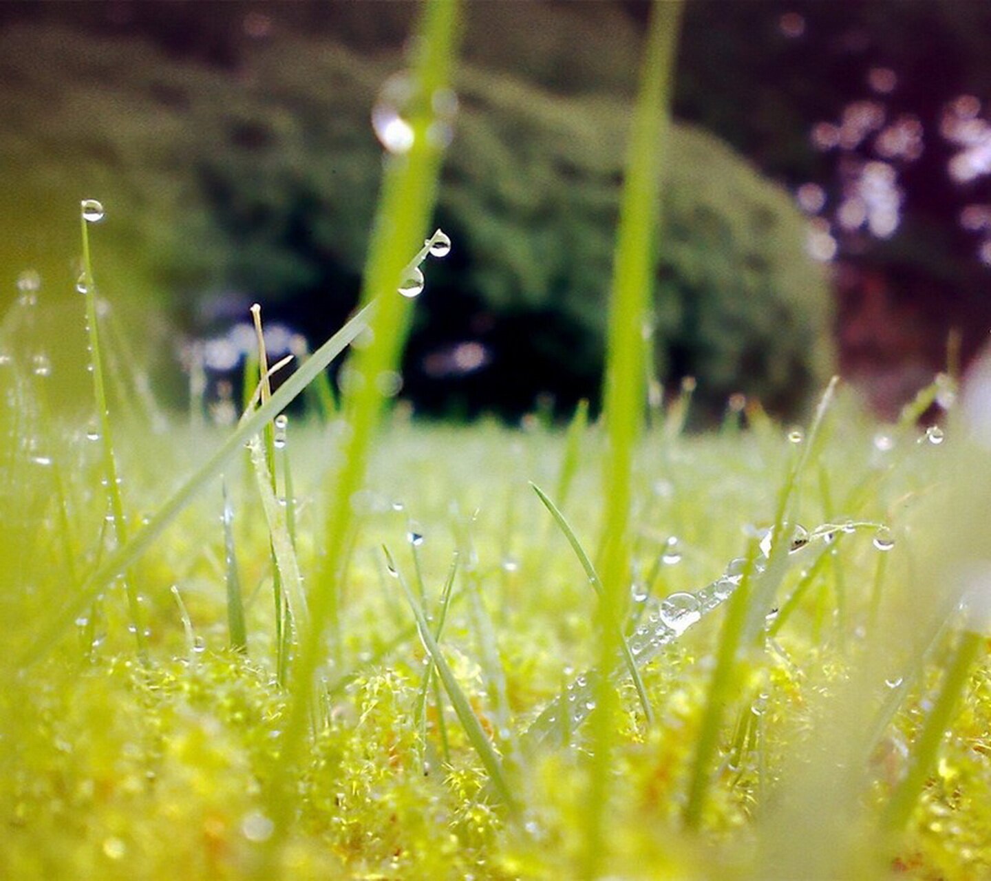 Stephen Kamarley. banner