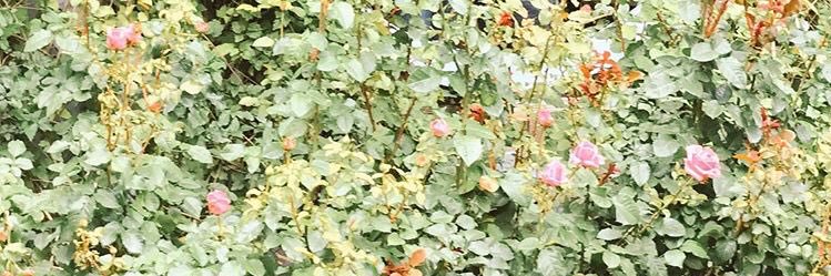ayyoomari's profile banner image