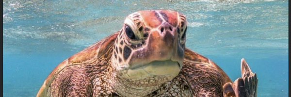 alliston Profile Banner