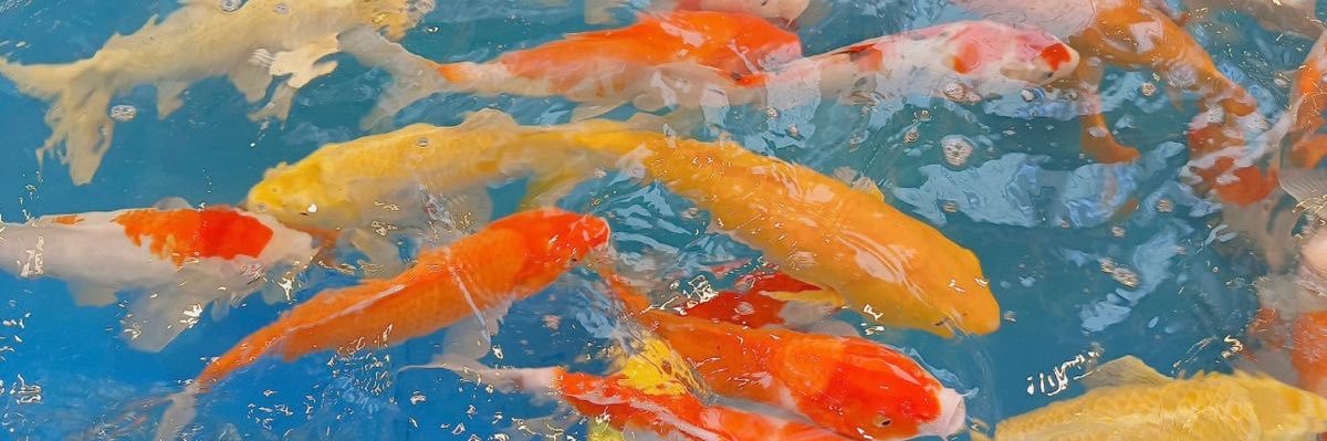 🐟🫧🪼 banner