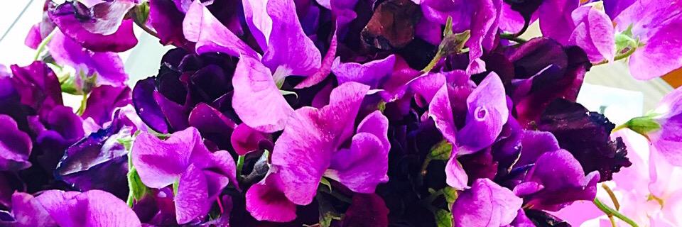 Carey+ Tara Hotchkis banner