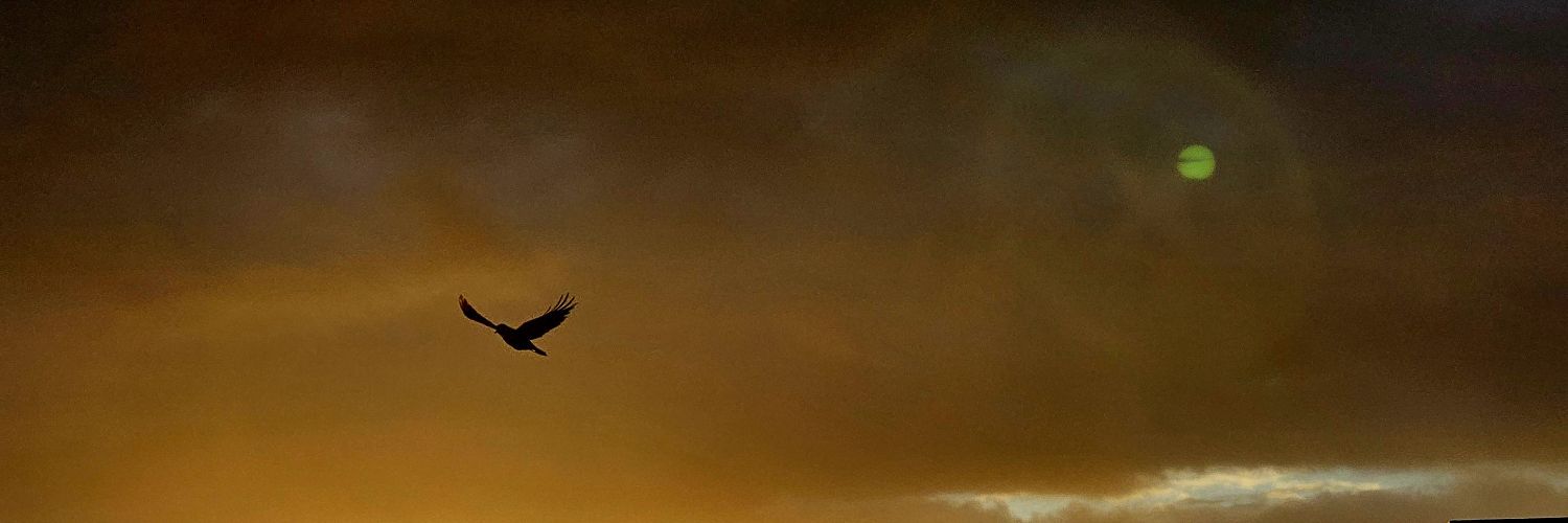 mlamacz's profile banner image