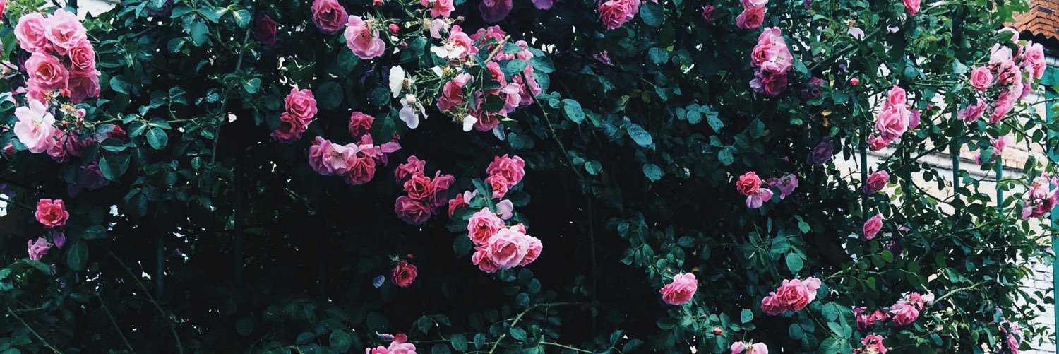 Мари 🌸Чеза banner