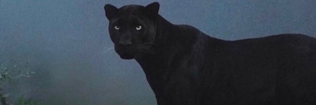 joshsupertramp's profile banner image