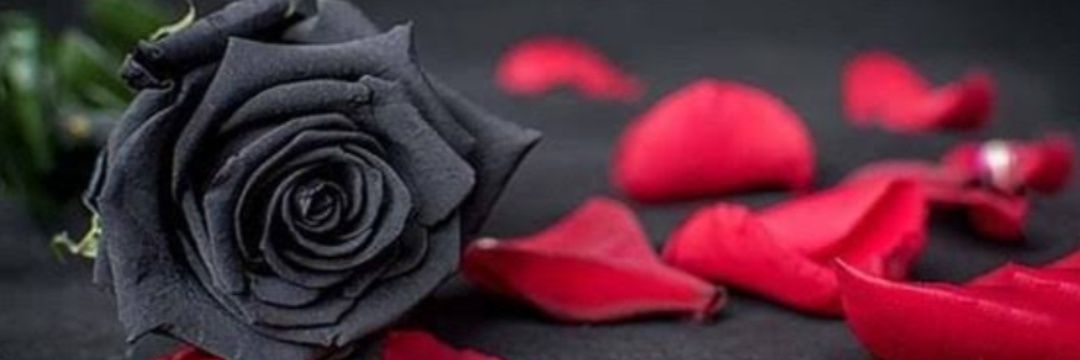 Demir_53_'s profile banner image
