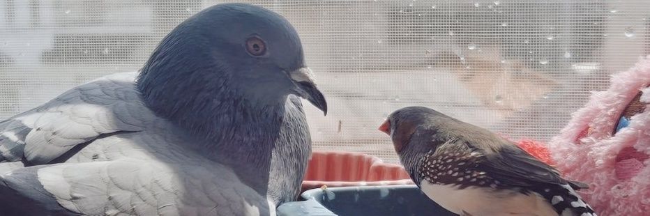 chiepoko_sin2's profile banner image