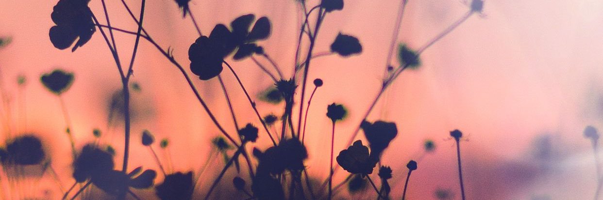 _daniellebryson's profile banner image