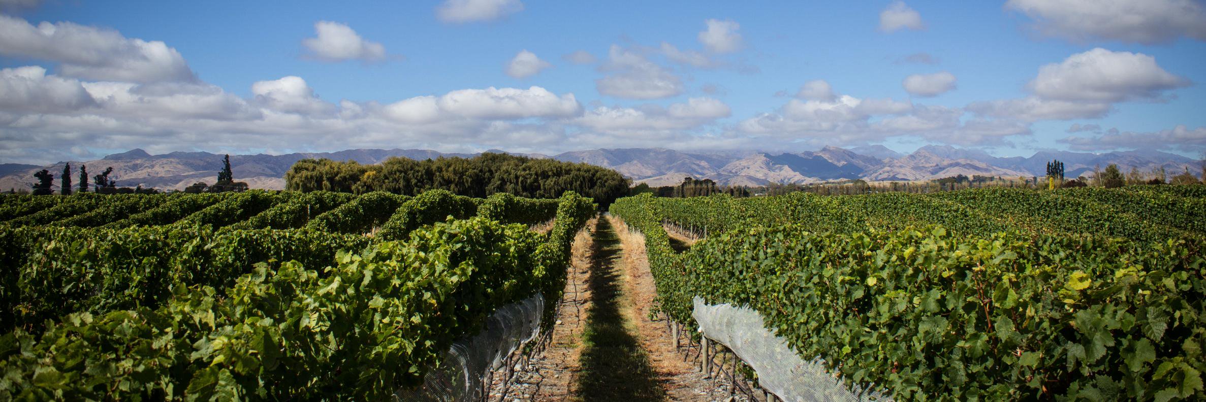 Forrest Wines banner