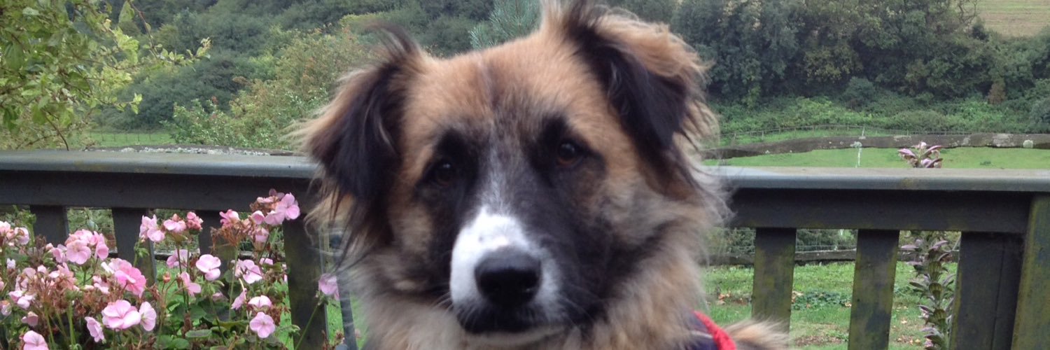 BernardsBark's profile banner image