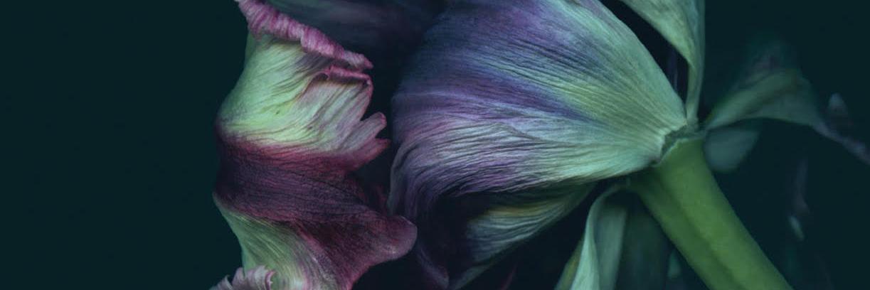 DMDitson's profile banner image