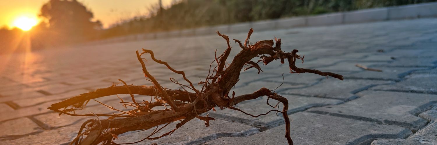 Levent Kabadayı banner