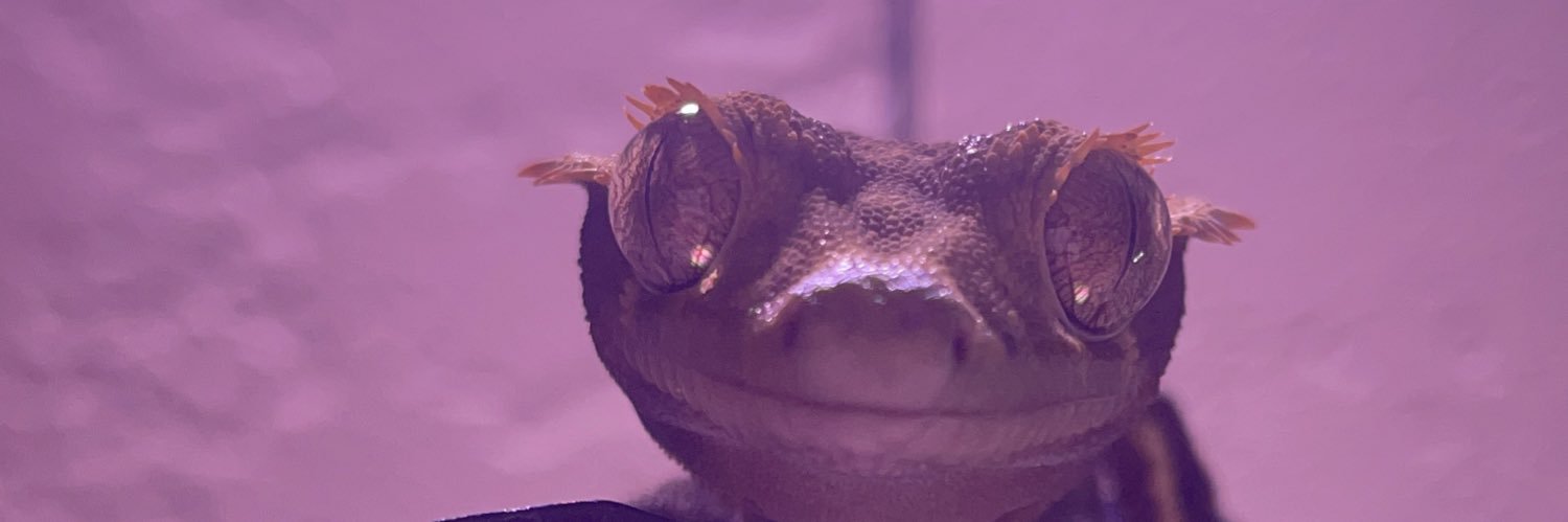 laurehhn's profile banner image