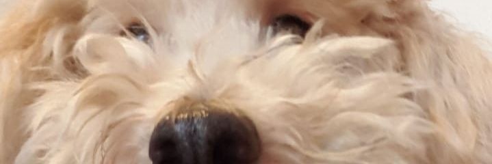 arimilone's profile banner image