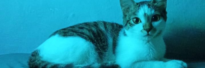 molinamonade's profile banner image