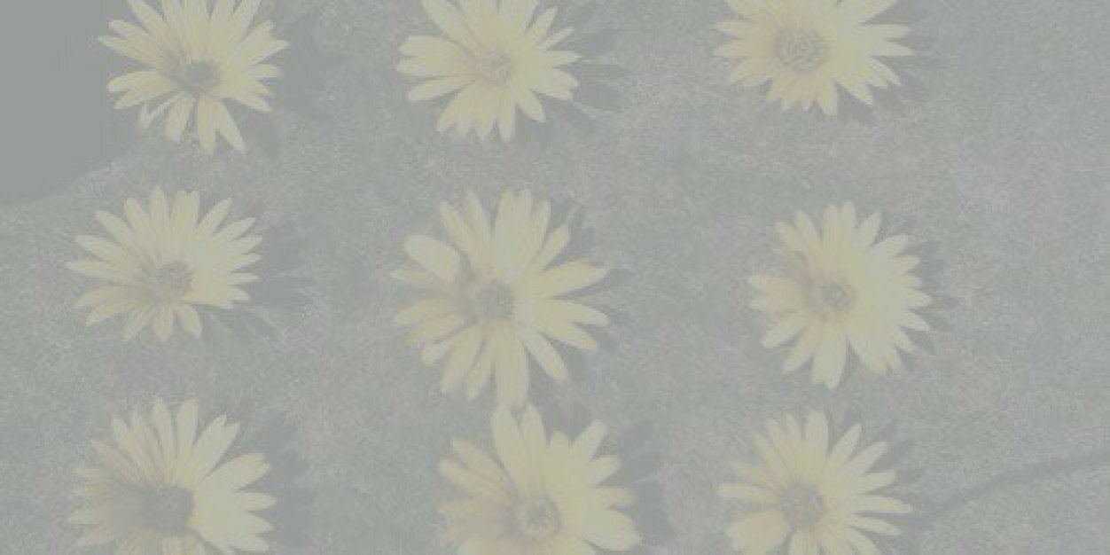 VanessaH_SCR's profile banner image
