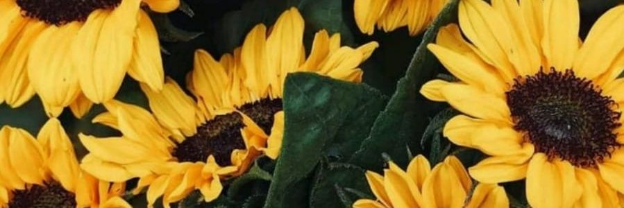 freimello's profile banner image