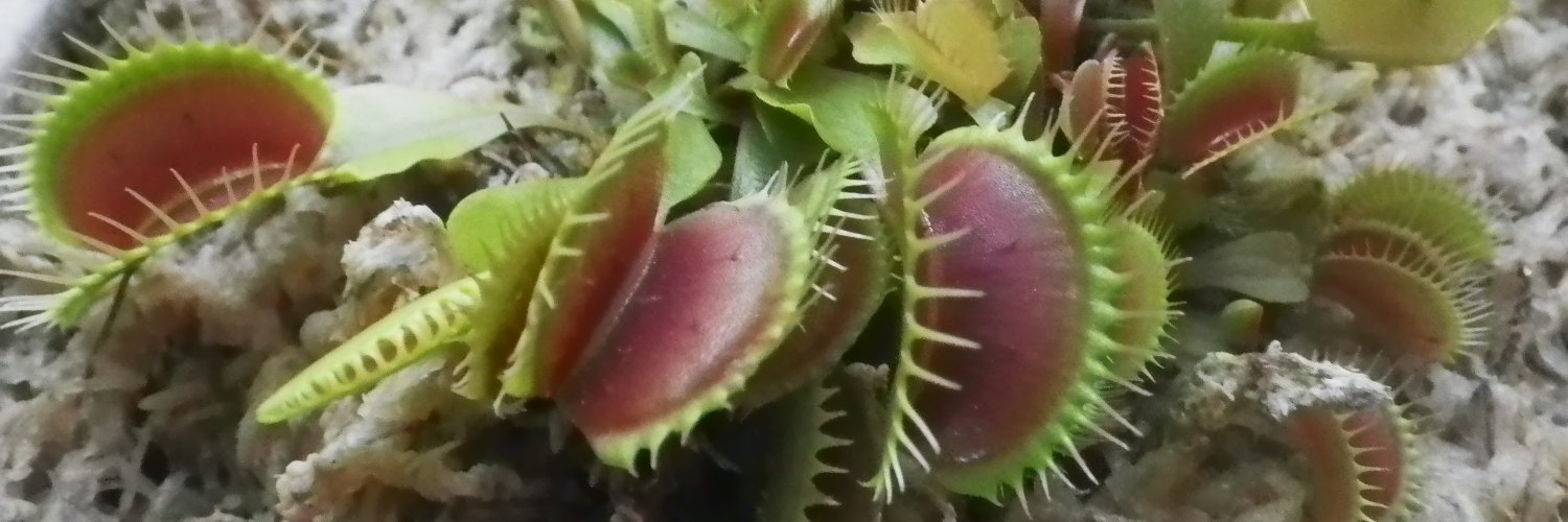 ニッカリふくろぐ banner