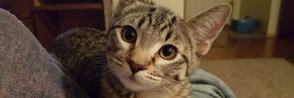 LisaKiele's profile banner image