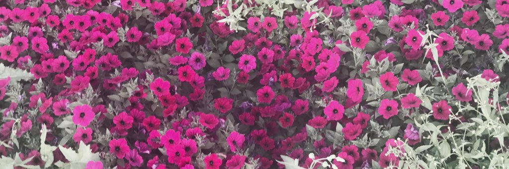 Ashleigh8316's profile banner image