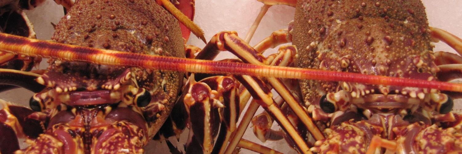 Lydia E. Corral banner