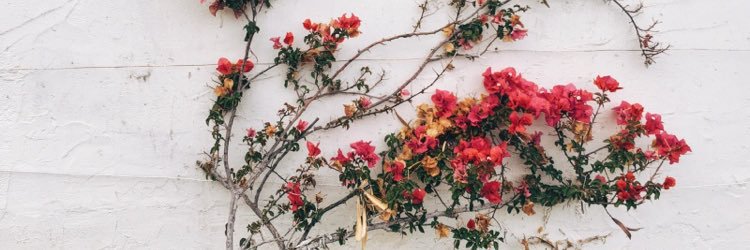 sampsoniiite's profile banner image
