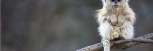 ShutUpClover Profile Banner